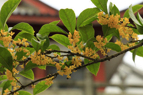 花卉|比紫檀还名贵的6种花卉,花色清新淡雅,插土就活,优雅不输兰花