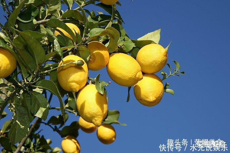 选购柠檬|柠檬泡水你做对了吗做错喝再多也白费,教你正确方法,简单易懂