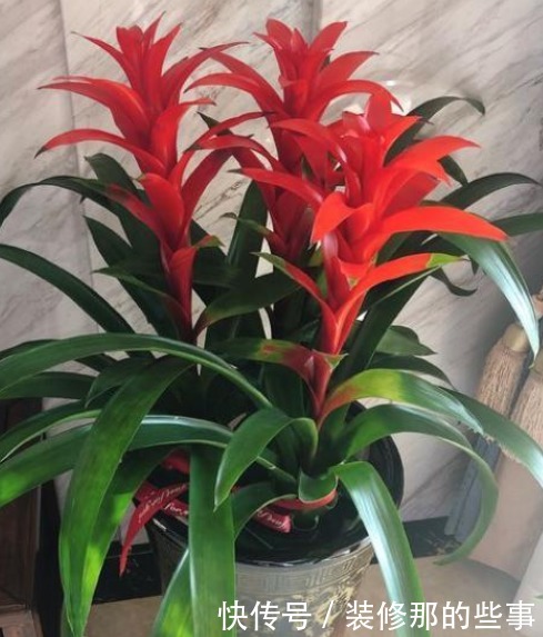 4种花好养又漂亮,从冬天一直开到春天,阵阵花香,花朵大!