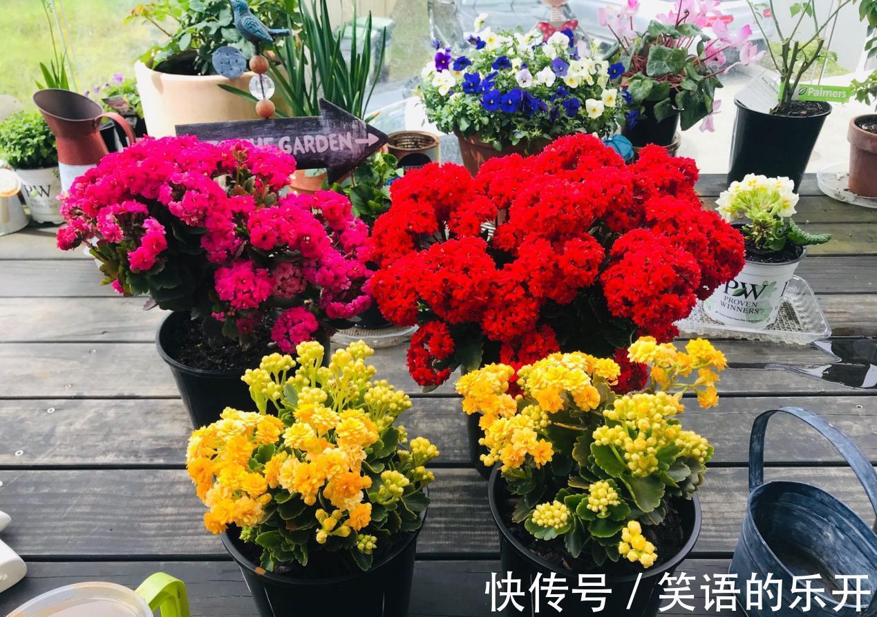 养长寿花,掌握住这5点要求,植株花开满枝,不再限于冬日