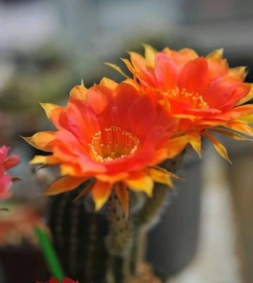  开花|仙人球不开花？多做三动作唤醒它，催出一圈芽开出层叠群花