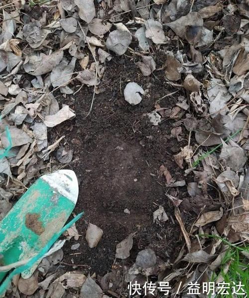 微酸性|养花土里掺点它,碱性变酸性,花卉叶子呼呼长!