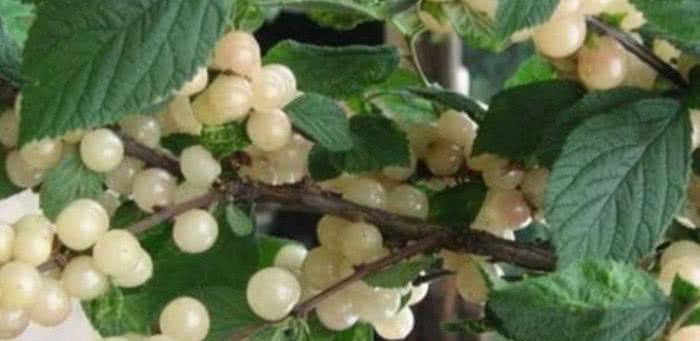 毒素|人到中年要会吃,坚持吃3种食物,降压减脂,排毒素,增强抵抗力