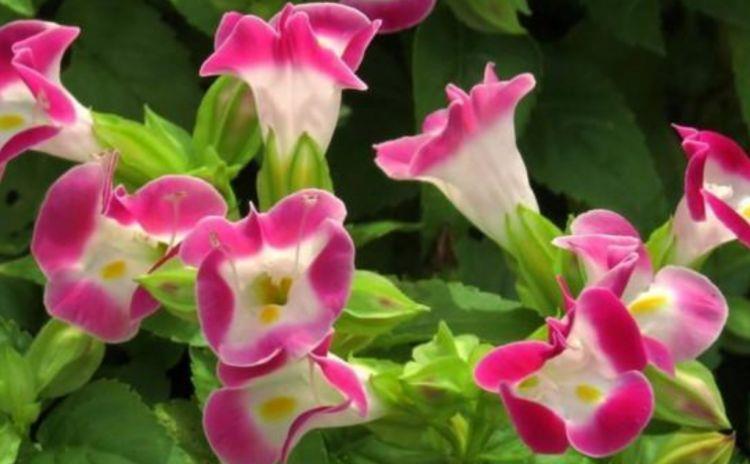 花型|四款花随便一养成花海,太漂亮了,开起来超优雅的