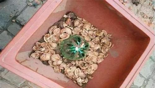 在花盆底部放上这三样东西,养花更养根,叶子比翡翠还要绿