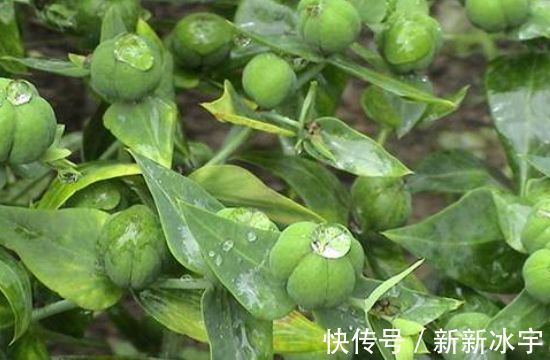 药用价值|农村价值千金的“野南瓜”随处可见，医学者视为珍宝，能治顽癣