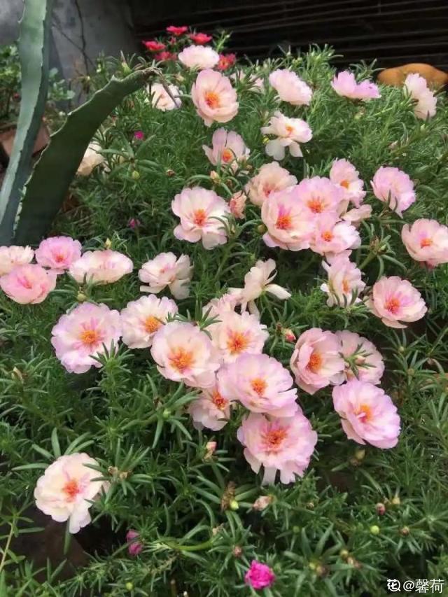 想要家里四季花开，这20种花，连续能开300天，完全不歇气