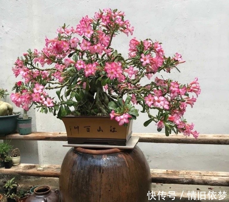 沙漠玫瑰|养沙漠玫瑰,有3个技巧,长成盆景,一盆能开100朵花