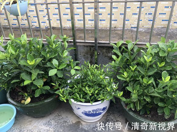 叶片|栀子花到七月了还不开花怎么办4个催花技巧，迟来的花有惊喜