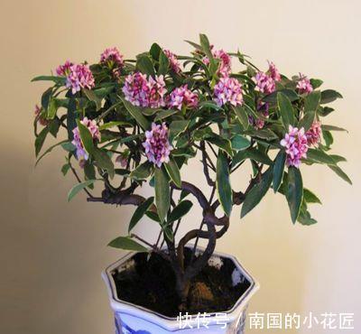 养护|金边瑞香冬天怎么养，这样养护金边瑞香开花更多更漂亮