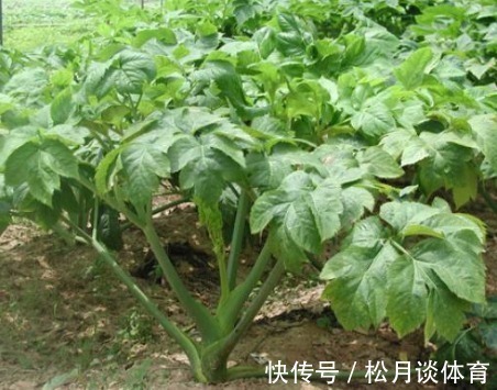 农村|农村的一种“长生不老药”,有很高的价值,有钱也不一定可以买到