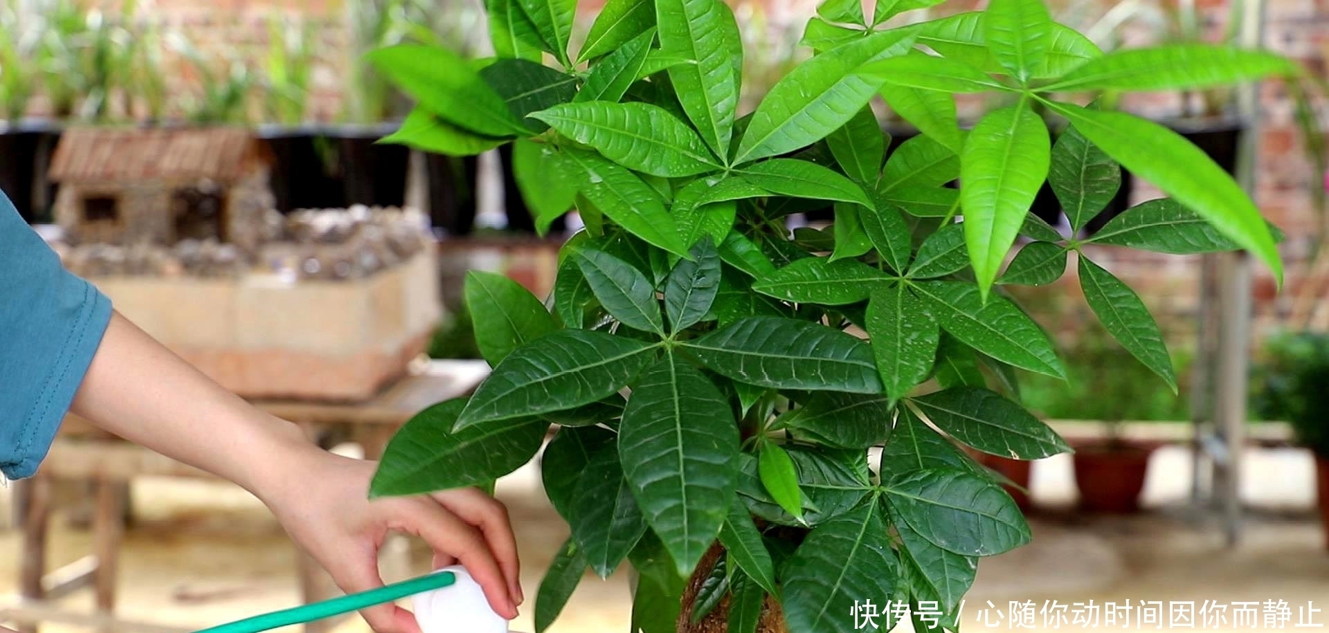 5种常见植物缺水信号，怎么处理呢？看情况分别对待