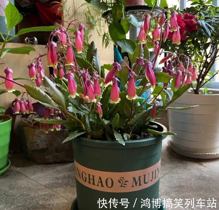 生根剂|秋高气爽,养宫灯长寿花,盆栽牢记4点,冬春花开最盛