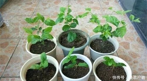 土质|最不适合养花的几种土壤,千万不要用,否则黄叶烂根养不活!