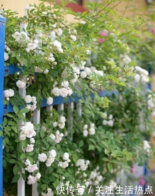 旧农舍改造成花园，一年四季花开不断，邻居看了羡慕的不得了！