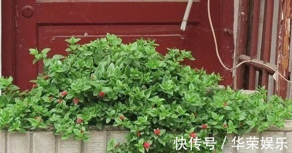 这种花超易繁殖,一根茎就能长满一个阳台,勤掐苗枝多花繁
