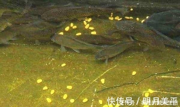 打窝器|都用玉米做钓,别人百斤爆护自己却颗粒无收,这几个原因参考一下