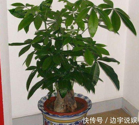 3种长着“大肚子”的花,长时间不浇水,也能叶片油绿,开花爆盆