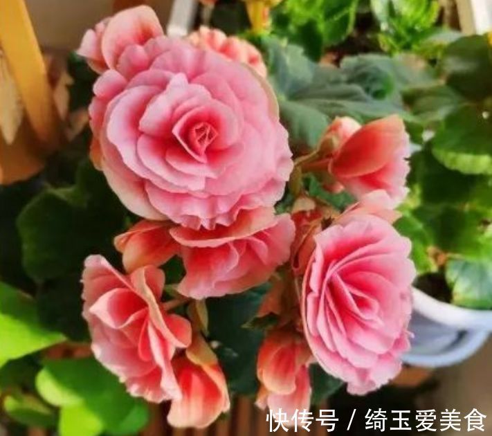 幽香|4种美丽的花，开花幽香暗淡，花型圆滚惹人爱，值得拥有