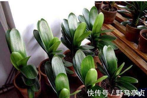 光照|君子兰喜欢1种肥，盆土里挖洞埋一点，叶子比花美！
