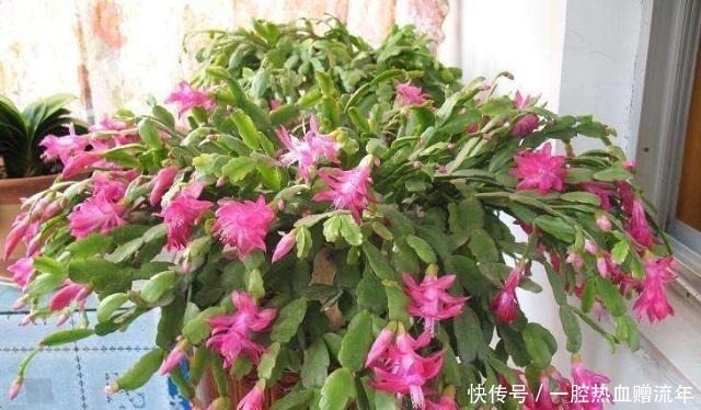 一品红|室内养了“此2种花”,就等于潜伏了“有毒物质”,快搬出去!