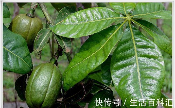 养发|夏天养发财树，大水大肥“大剪刀”，新芽冒的欢，半年大一圈