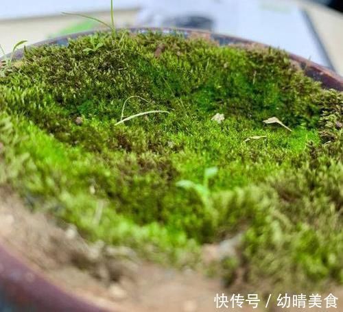 农村厕所旁挖的“青苔”,养在咸菜缸里,浇水就活,最少值一千块