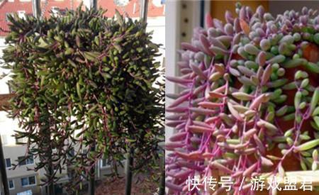 养花|养花试试这几款,白色的花朵,安静祥和