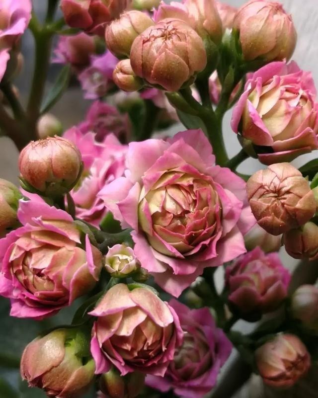 品种|75个长寿花品种,一个比一个美,一起来认识一下吧!