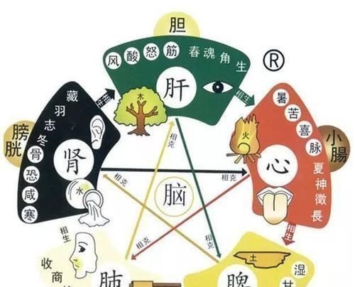 肝氣郁結|老中醫：如此養我們的心、肝、脾、肺，腎，能讓五臟煥發活力