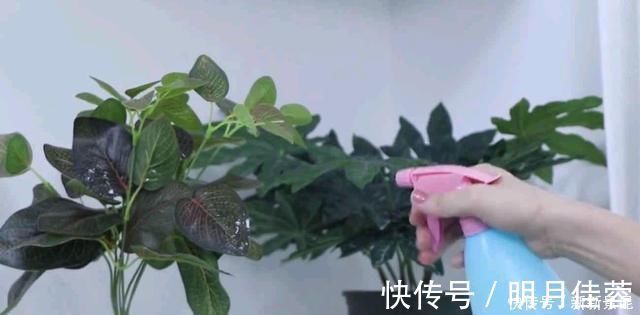 桃仁|烂桃子一个都不能扔,放在家里太值钱了,下次别再扔掉,学学