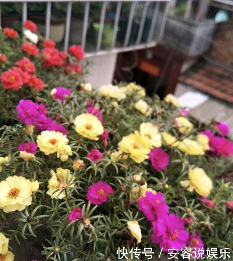 枝条|夏天“最适合”扦插3种花,10天生根,养2个月就能变“花海”