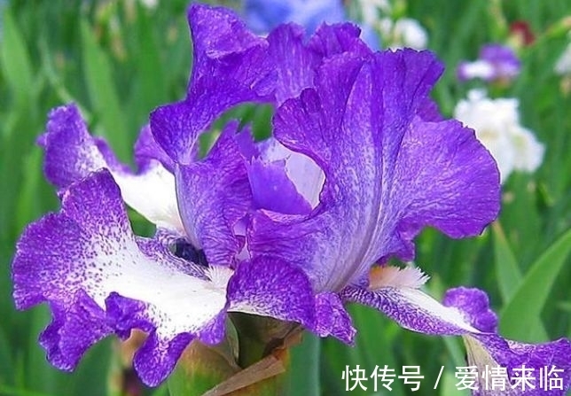 曼陀罗花|养花试试此几款,花量超大的,天气越热,开花越美