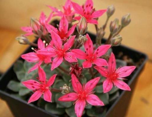 家养一种“莲”,叶片如莲座,花开“红似火”,日日赏花不停歇