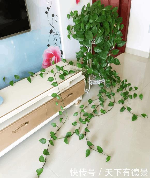 二氧化碳|绿萝放在室内就能活,错,这些地方空着也不能放