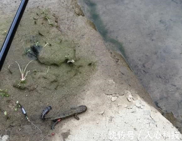 这是娃娃鱼吗山涧钓鱼,水底全是“四脚兽”,一小时钓了十几条!