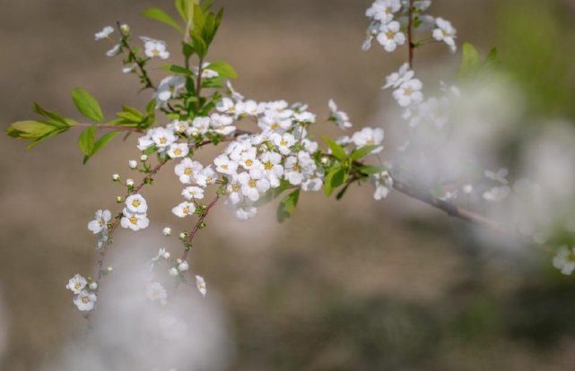 好时光、畅我心怀。见桃花敛，梅花落，杏花开