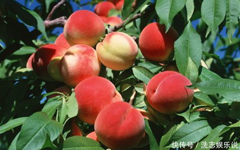 圣女果|怀孕期间,妈妈要舍得吃这几种水果,增强身体抵抗力