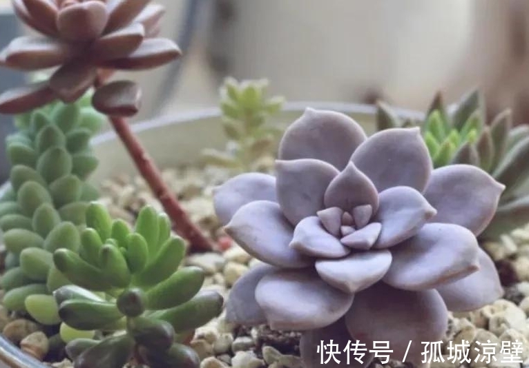 新手小白养多肉最怕这些坏毛病