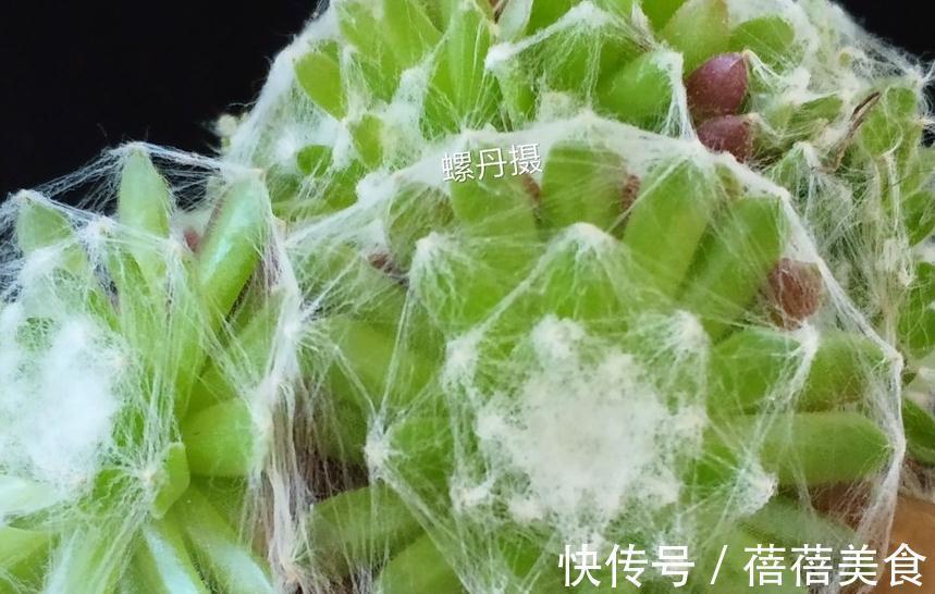 会吐丝的多肉你见过吗,点进来,蛛丝卷绢的养殖方法在这里get