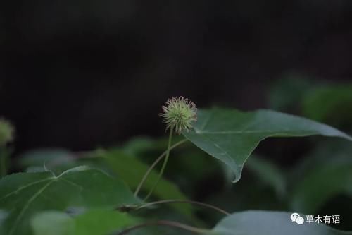 认识一株枫香树