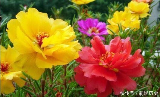 颜值超高的4种花，谁见了都喜欢，婀娜多姿，越养越喜欢