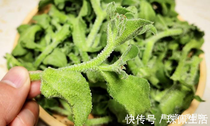 冰草|天越热，儿子越馋此菜，三天两头吃一次，补充维生素，头脑更聪明