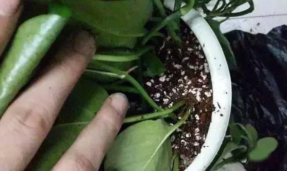 植物|快死的花卉这样做,能轻松起死回生!