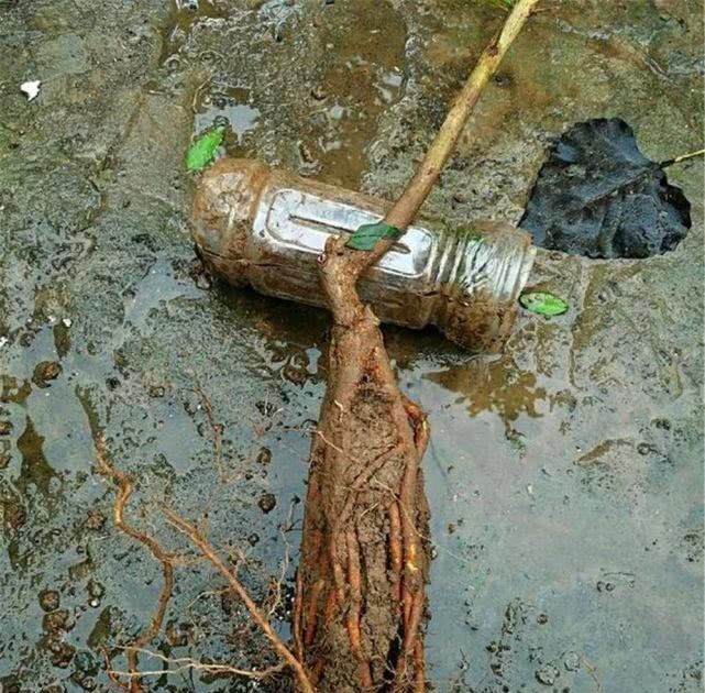 大叔用“小苗”做提根盆景,用1个塑料瓶“养根”,长根能挤爆瓶