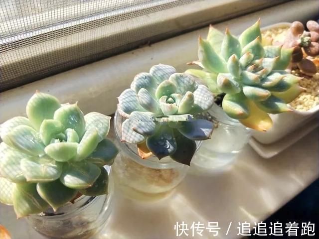 老干妈瓶养多肉，不用土只用水，叶子疯狂吸水3天变胖！