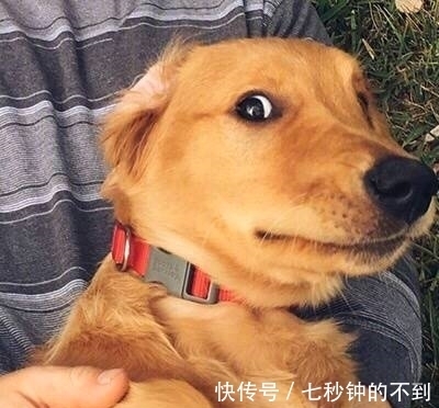 |搞笑图片幽默段子笑话:狗狗你看到了什么不该看的东西?哈哈