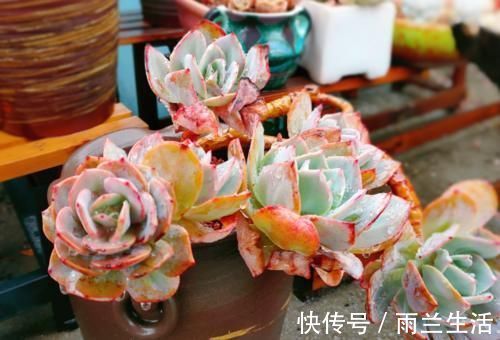 冬季给多肉补光的方式有哪些？建议露养为佳，无条件露养则使用补光灯