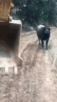 |搞笑GIF趣图大姐,你赢了也不是很光彩啊!