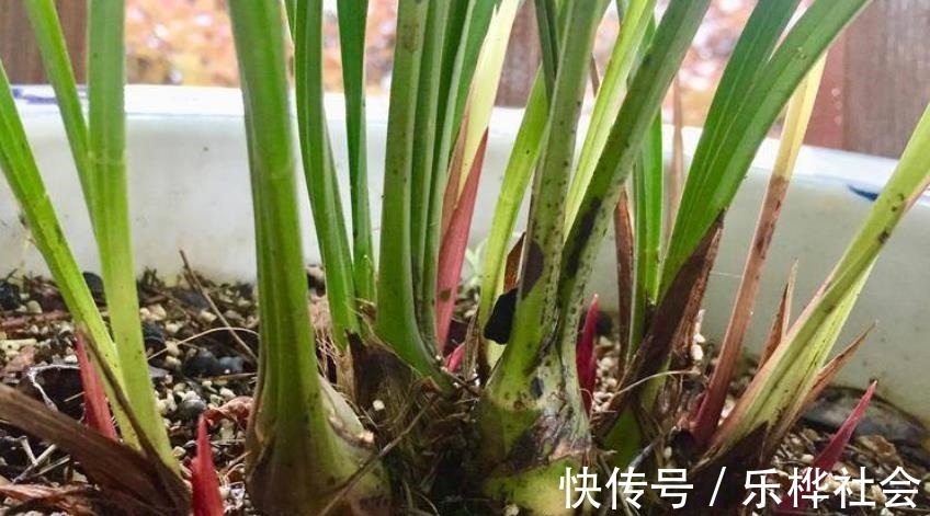 兰花长出新苗后,教你3个小技巧,快速长大早开花